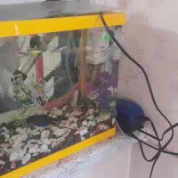 آکواریم معاوز با پرنده|ماهی|قم, شهرک فاطمیه|دیوار