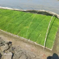 نشا برنج سینی نشا تیم بهنام