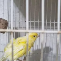 قناری ماده فر