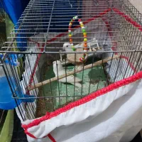 طوطی برزیلی