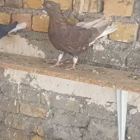 کبوتر پرشی|پرنده|تاکستان, |دیوار
