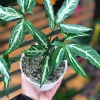 گیاه آپارتمانی