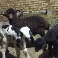 بره شیری و علفخور سبک