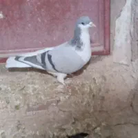 سبز|پرنده|شیروان (خراسان), |دیوار