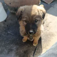 سگ قهوه ای اصیل