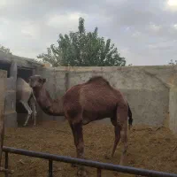شتر|حیوانات مزرعه|کاشان, یزد‌آباد|دیوار
