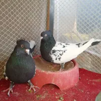 کبوتر کله سیاه.