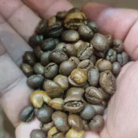 پخش و فروش قهوه بصورت عمده،میکس،عربیکا