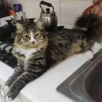 گربه گم شده|حیوانات|خفر, |دیوار