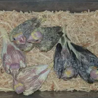 جوجه عروس هلندی سرلاکی لوتینو مرواریدی ابلق