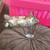 بچه گربه۲ماهه