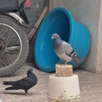 کفتر