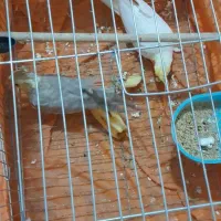 عروس هلندی|پرنده|تکاب, |دیوار