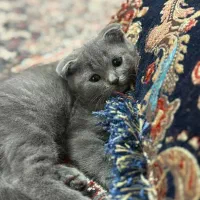 گربه اسکاتیش فولد