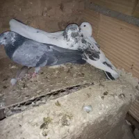 کبوترپرشی|پرنده|پاکدشت, پاکدشت (مامازند)|دیوار