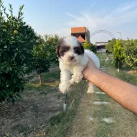 فروش توله سگ|سگ|بهشهر, |دیوار