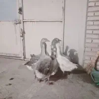 فروش غاز|حیوانات مزرعه|گرگان, |دیوار