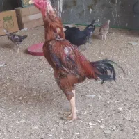 مرغ خروس جوجه