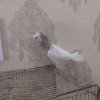 کفترا ماده همه|پرنده|نیشابور, شهرکهنه|دیوار