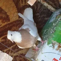 کفتر یا کبوتر