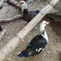 ۲عدد اردک اسرائیلی بدون سر و صدا تخم گذار