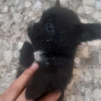 سگ نژاد دار|سگ|الوند, |دیوار