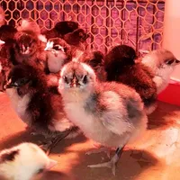 جوجه مرغ گلین ویاندوت امریکانا