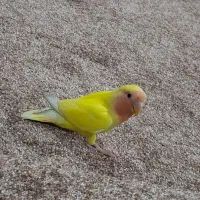 جفت طوطی برزیلی|پرنده|وحدتیه, |دیوار