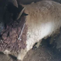 یک عدد بره|حیوانات مزرعه|دهبکری, |دیوار