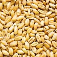 400 کیلو بذر گندم سیروان بوجاری شده