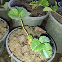 نهال توت فرنگی ونهال گل نرگس