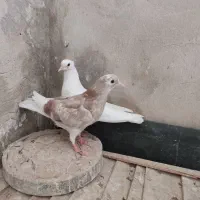 کفترپرشی جوجه