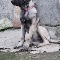 توله ماده4ماهه|سگ|علی‌آباد کتول, |دیوار