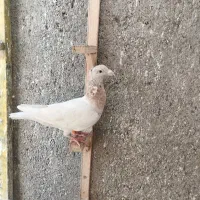 کبوترسار|پرنده|شاندیز, |دیوار