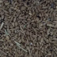 گندم امسال