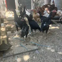 مرغ و خوروس لاری پاکستانی|حیوانات مزرعه|تهران, عبدل‌آباد|دیوار