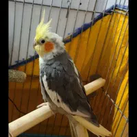 عروس هلندی گمشده