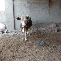 فروش گاو شیری با گوساله|حیوانات مزرعه|زابل, |دیوار