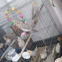 عروس هلندی|پرنده|اسلام‌شهر, شهرک مهدیه|دیوار