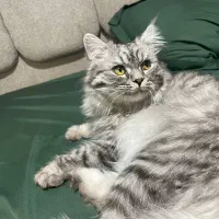 گربه بریتیش|گربه|بندرعباس, |دیوار