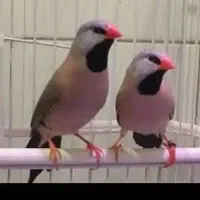 نرگسی شکلاتی ۸۵۰ و کرواتی|پرنده|تهران, کوثر|دیوار