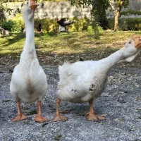 غاز|حیوانات مزرعه|نوشهر, |دیوار