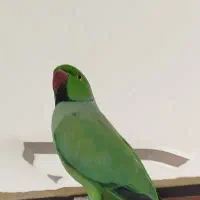 طوطی ملنگو|پرنده|سنندج, |دیوار