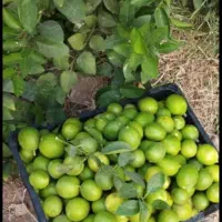 راهنمای کنید