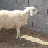 کاور و بز