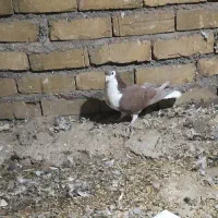 ساده سرخ نر چشم دورنگ