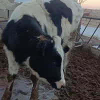 تلیسه و گوساله ماده 7ماهه وزن 250به بالا