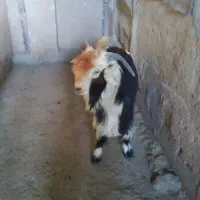 بزغاله ترکی