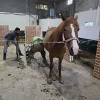 آموزش سوارکاری و مربیگری|اسب و تجهیزات اسب‌سواری|قائم‌شهر, |دیوار