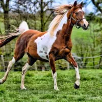 خرید.ار اسب همه نژاد معاوضه هم میکنم.